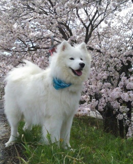 Sakura Smile