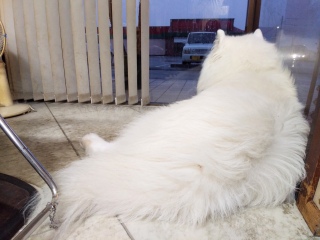 降ってきたな・・・・